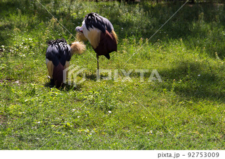 Two grey crowned crane (Balearica Regulorum) 92753009