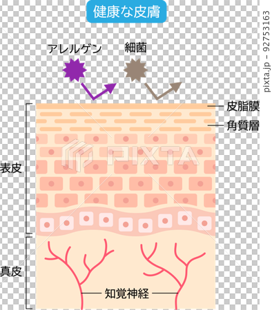 健康な皮膚　肌細胞と断面図 92753163