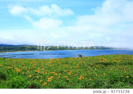 礼文空港付近 群生するエゾカンゾウの花 礼文空港付近 群生するエゾカンゾウの花 92753236