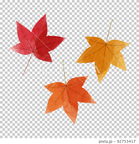 水彩風格的楓葉插圖 92753417