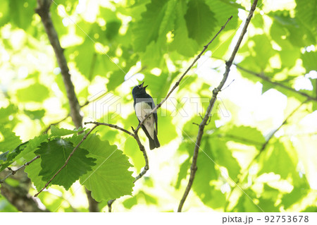 オオルリ 92753678