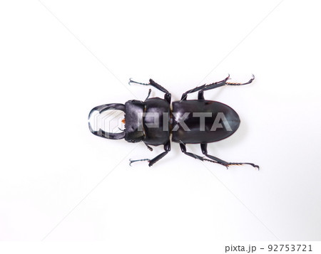 コクワガタ クワガタムシ コクワガタ クワガタムシ 92753721
