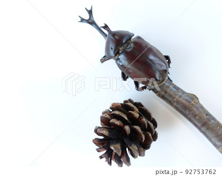 カブトムシ カブトムシ 92753762