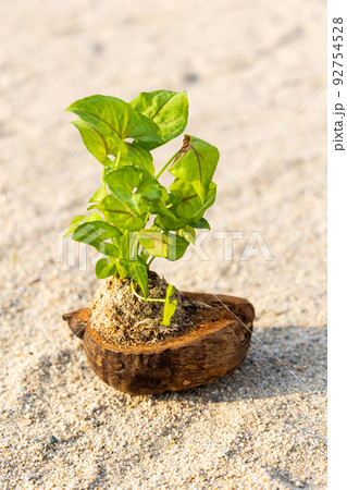 砂浜とヤシの実 砂浜とヤシの実 92754528