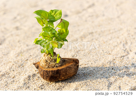 砂浜とヤシの実 砂浜とヤシの実 92754529