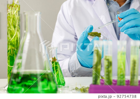 research scientist team working research and Biotech science Photobioreactor in laboratory of algae fuel, biofuel sustainable biochemical research scientist team working research and Biotech science Photobioreactor in laboratory of algae fuel, biofuel sustainable biochemical 92754738