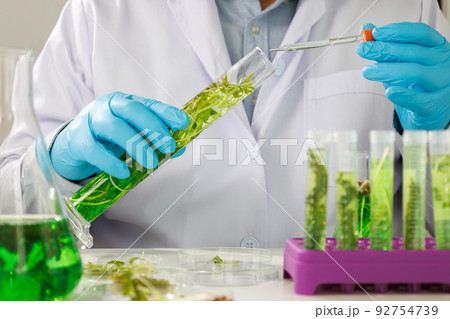research scientist team working research and Biotech science Photobioreactor in laboratory of algae fuel, biofuel sustainable biochemical research scientist team working research and Biotech science Photobioreactor in laboratory of algae fuel, biofuel sustainable biochemical 92754739