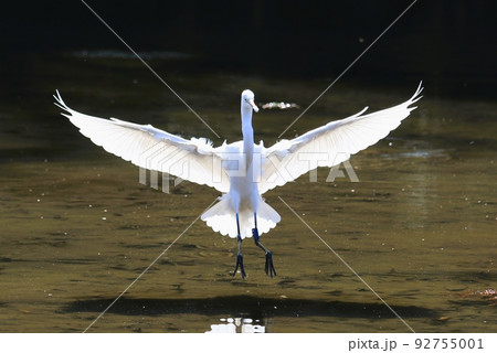 石神井公園のダイサギの羽ばたき 石神井公園のダイサギの羽ばたき 92755001