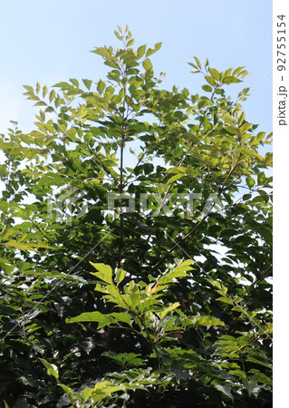 シンボルツリーのシマトネリコ 92755154