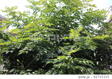 庭木のシマトネリコ 庭木のシマトネリコ 92755155