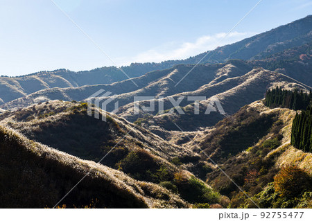 ススキ ススキ 92755477