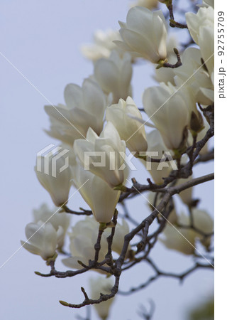 青空の下にハクモクレンの白い花が咲いています。学名はMagnolia denudataです。 青空の下にハクモクレンの白い花が咲いています。学名はMagnolia denudataです。 92755709