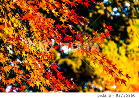 紅葉 紅葉 92755866