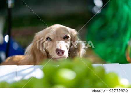 カニンヘンダックス　シャインマスカット　葡萄　 92755920