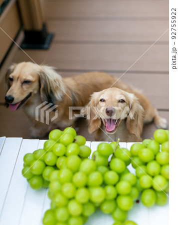 カニンヘンダックス　シャインマスカット　葡萄　 92755922