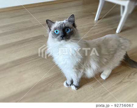 びっくりしている猫 びっくりしている猫 92756067