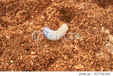 ヘラクレスオオカブトの幼虫 92756100