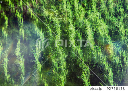 一面に水が張られた水田で、植えられて間もない稲がすくすくと育っている風景 92756158