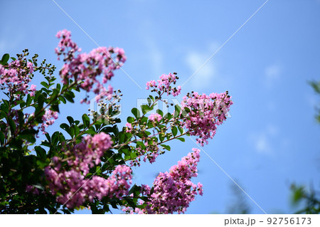 サルスベリ【百日紅】の花 92756173