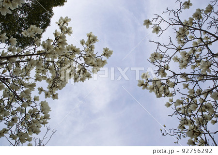 青空の下にハクモクレンの白い花が咲いています。学名はMagnolia denudataです。 92756292