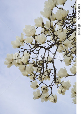 青空の下にハクモクレンの白い花が咲いています。学名はMagnolia denudataです。 92756304