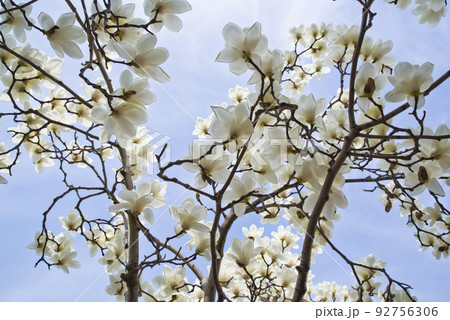 青空の下にハクモクレンの白い花が咲いています。学名はMagnolia denudataです。 青空の下にハクモクレンの白い花が咲いています。学名はMagnolia denudataです。 92756306