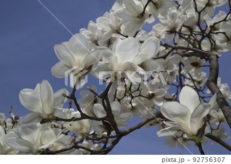 青空の下にハクモクレンの白い花が咲いています。学名はMagnolia denudataです。 92756307