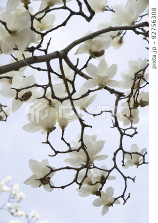 青空の下にハクモクレンの白い花が咲いています。学名はMagnolia denudataです。 92756308