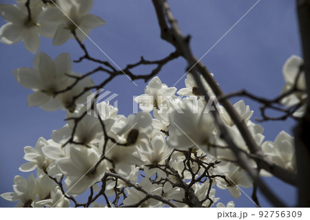 青空の下にハクモクレンの白い花が咲いています。学名はMagnolia denudataです。 92756309