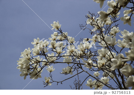 青空の下にハクモクレンの白い花が咲いています。学名はMagnolia denudataです。 92756313