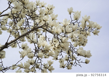 青空の下にハクモクレンの白い花が咲いています。学名はMagnolia denudataです。 92756314