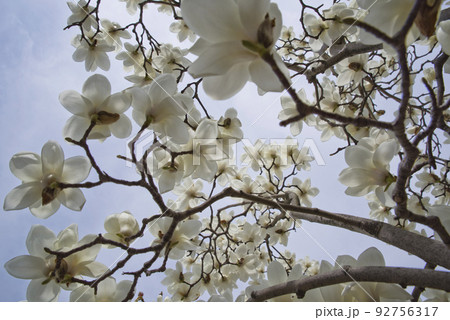 青空の下にハクモクレンの白い花が咲いています。学名はMagnolia denudataです。 92756317
