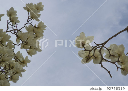青空の下にハクモクレンの白い花が咲いています。学名はMagnolia denudataです。 92756319