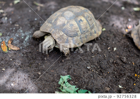 ケヅメ陸亀とヘルマン陸亀 ケヅメ陸亀とヘルマン陸亀 92756328