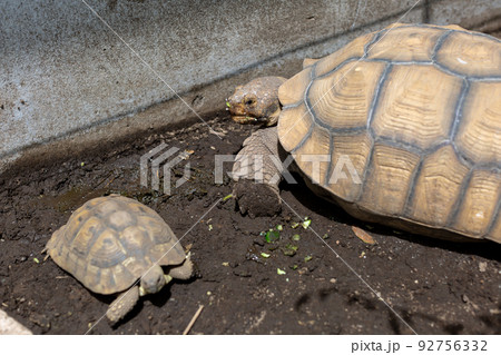 ケヅメ陸亀とヘルマン陸亀 ケヅメ陸亀とヘルマン陸亀 92756332