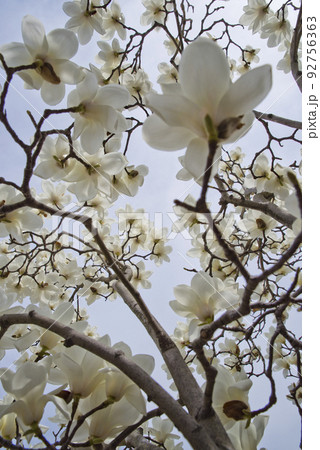 ハクモクレンの白い花が咲いています。学名はMagnolia denudataです。 92756363