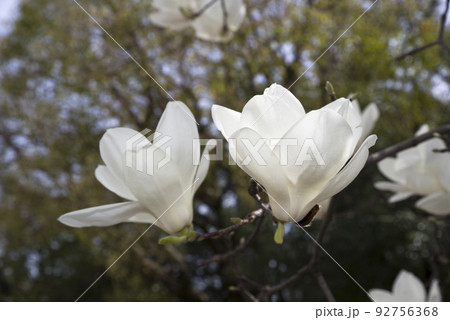 ハクモクレンの白い花が咲いています。学名はMagnolia denudataです。 92756368