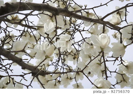 ハクモクレンの白い花が咲いています。学名はMagnolia denudataです。 ハクモクレンの白い花が咲いています。学名はMagnolia denudataです。 92756370