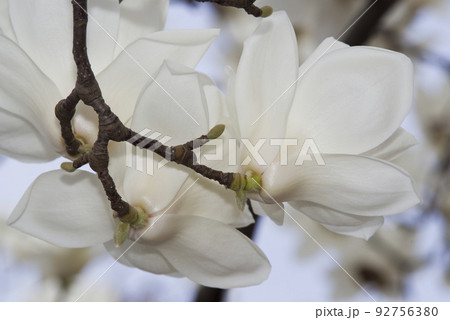 ハクモクレンの白い花が咲いています。学名はMagnolia denudataです。 92756380