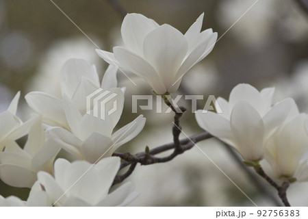 ハクモクレンの白い花が咲いています。学名はMagnolia denudataです。 92756383