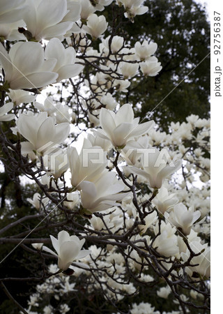 ハクモクレンの白い花が咲いています。学名はMagnolia denudataです。 ハクモクレンの白い花が咲いています。学名はMagnolia denudataです。 92756387