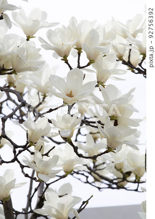 ハクモクレンの白い花が咲いています。学名はMagnolia denudataです。 ハクモクレンの白い花が咲いています。学名はMagnolia denudataです。 92756392