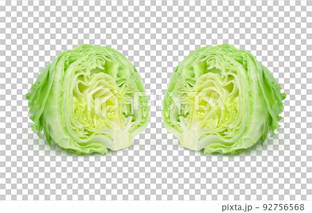 レタス イラスト リアル 断面 セット 92756568