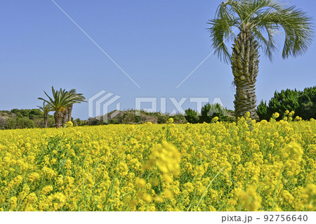 菜の花畑（伊良湖菜の花ガーデン） 92756640