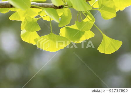 イチョウの若葉 92757609