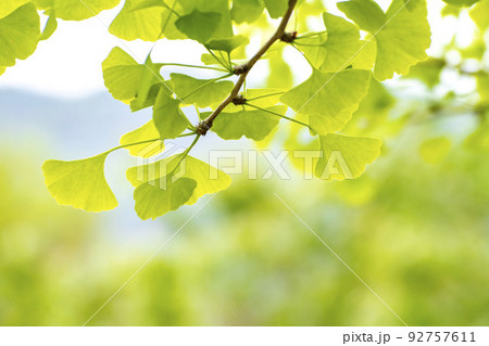 イチョウの若葉 イチョウの若葉 92757611