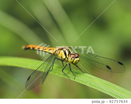 葉にとまるマユタテアカネ 92757634