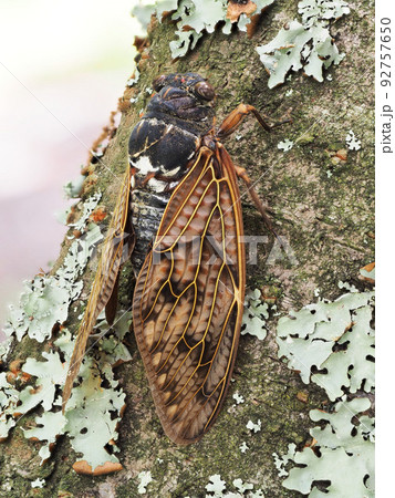 木にとまるアブラゼミ 木にとまるアブラゼミ 92757650