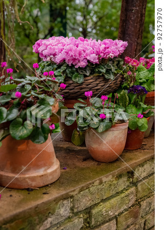 Ceramic flower pots with blooming pink potted Cyclamen plants in garden 92757970
