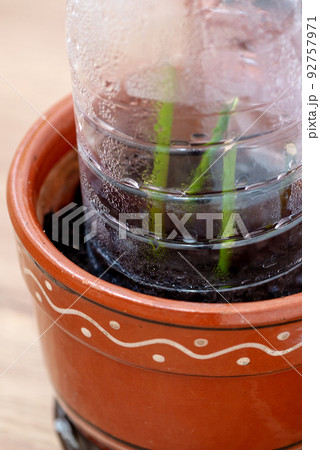 plant cuttings  of rose  rooted under plastic bottle in flower pot, greenhouse effect, propagation by cuttings, floriculture, vegetation 92757971